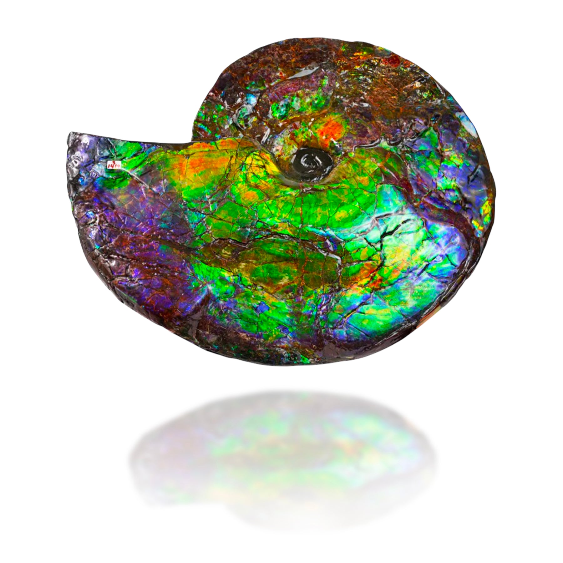 Ammolite Oval Earrings (Final Sale)