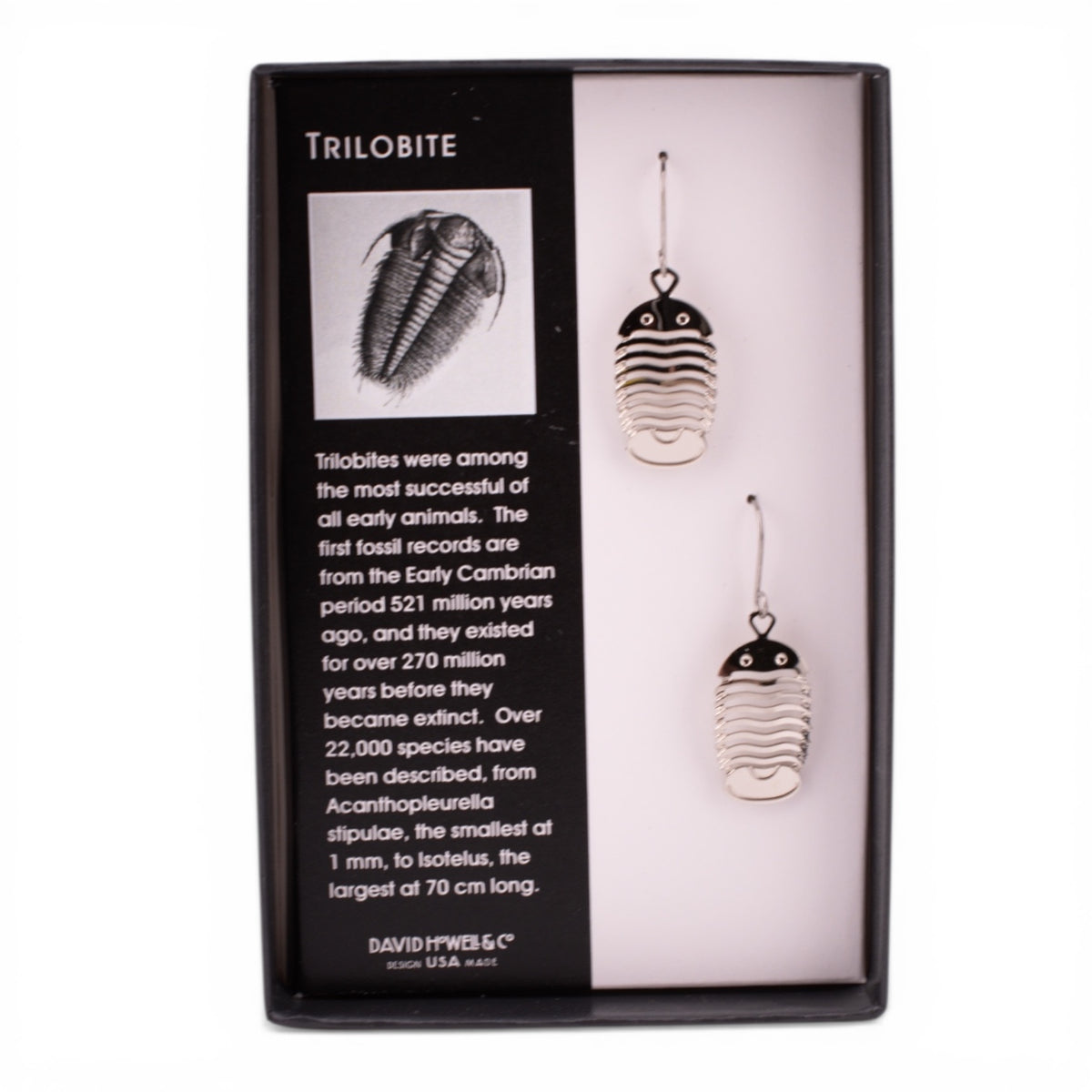 Trilobite Earrings